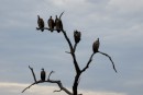 Vultures/Aasgeier in Kruger National Park  -  15.11.2014  -  Southafrica
