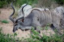 Kudu in Kruger National Park -  16.11.2014  -  Southafrica