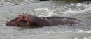 Hippo in Kruger National Park  -  16.11.2014  -  Southafrica