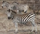 Zebras in Kruger National Park  -  15.11.2014  -  Southafrica