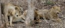 Lions/Löwen in Kruger National Park  -  15.11.2014  -  Southafrica