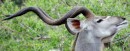 Kudu in Kruger National Park  -  16.11.2014  -  Southafrica