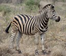 Zebra in Kruger National Park  -  15.11.2014  -  Southafrica