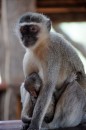 Vervet Monkeys in Kruger National Park  -  15.11.2014  -  Southafrica