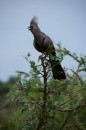 Grey Go-Away bird in Kruger National Park  -  15.11.2014  -  Southafrica