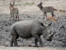 Rhino/Breitmaulnashorn in Kruger National Park  -  15.11.2014  -  Southafrica