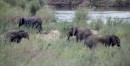Elephants in Kruger National Park  -  15.11.2014  -  Southafrica