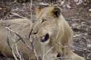 Lion in Kruger National Park  -  15.11.2014  -  Southafrica