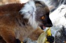 Crazy about bananas  -   Lemur on Nosy Komba  -  11.09.2014  -  Madagascar
