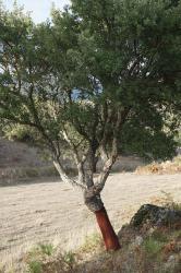 Italy/Sardinien: Fresh cutted cork oak  -  09.2019  -  Italy/Sardinia