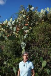 Italy/Sardinia: Cactus figs  -  Sep. 2019  -  Italy/Sardinia