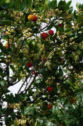 Italy/Sardinia: Strawberry tree  -  Pontile Destriero in Cannigione  -  11.2019  -  Italy/Sardinia