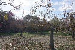 Greece : Aegina Island, pistachios plantation  -  11.2020  -  Greece 