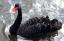 black Swan  Adelaide
