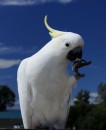 our film star Cockatoo