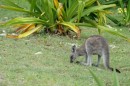 Kangaroo beach