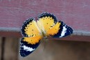 Butterfly near Siem Reap - Cambodia - 18.04.2013