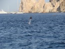 Jumping Mantaray Cabo San Lucas- Baja