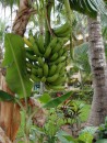 Bananas  -  Paradise Village  - Banderas Bay  -  Puerto Vallarta