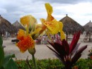 Orchids in Paradise Village  -  Bandera Bay  -  Puerto Vallarta