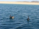 Pelicans Venero Beach