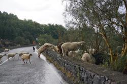 Italy /Sicily : Flock of sheep  -  Mount Etna  -  09.20  -  Italy /Sicily 