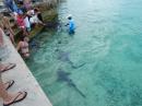 Staniel Cay Yacht Club: Feeding Nurse Sharks