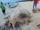 Pig Beach: Bacon