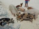 Pig Beach: Pork Chops