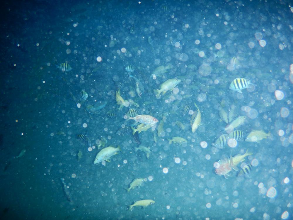 Thunderball Grotto: amazing array of fish