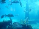 Nassau: Atlantis Resort Aquarium