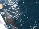 Dolphins, see the video attached to the entry Guernsey to LAberwrach