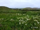 Bryher, we loved it, those white specs in the foreground are ducks, unseen are the goslings only a few days old