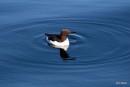 Guillimot on the Shiant Islands, the birds were unafraid of Taransay Mhor, she became a bird hide for our overnight stay