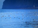 Thousands of birds roosting on the water, Shiant Islands. Guillimots, Razorbills and Puffins.