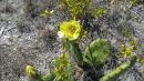 Cayo Costa State Park: Flowering Cactus