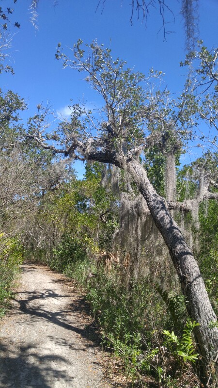 Cayo Costa State Park: Trees on the island