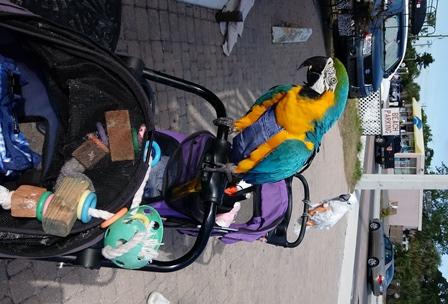 Parrots Ride: Mom
