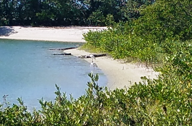 Salt Water Crocs Sunning on the Beach