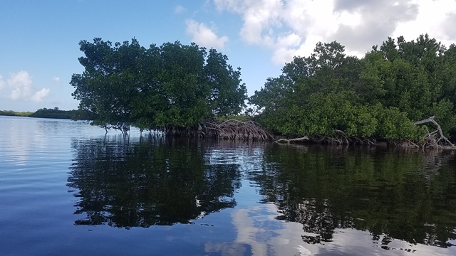 Bokeelia, FL: Kayak Trail through Mangroves