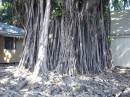 A large Banyon tree in downtown Papeete.