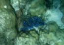 Blue lipped clams embedded in the coral heads.  There is also brown, green, white and shades in between.