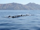 A big pod of whales slowly make their way past us as we head South.
