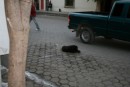 Dog in Street