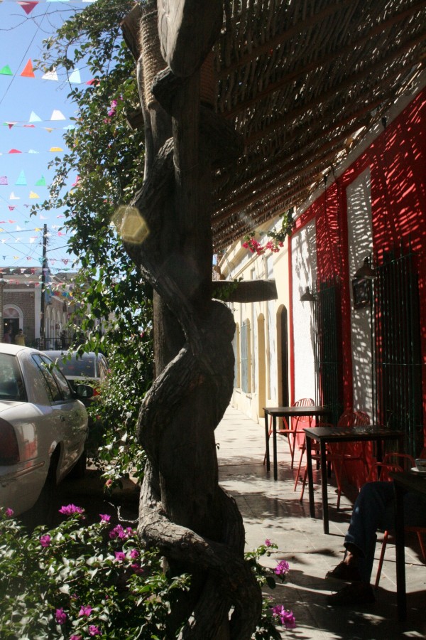 Outside cafe, Notice the tree
