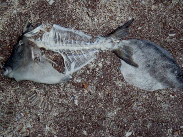Fish carcass lying in the sea