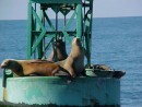 Always sea lions on the bouys in these cold waters.
