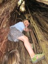 Climbing a banyan tree from the inside
