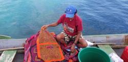 Another Mola vendor