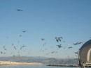 Birds at Ventura Breakwater